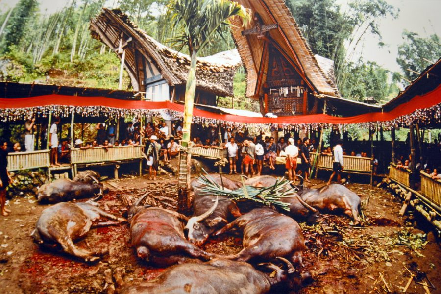 Torajan funeral ceremonies