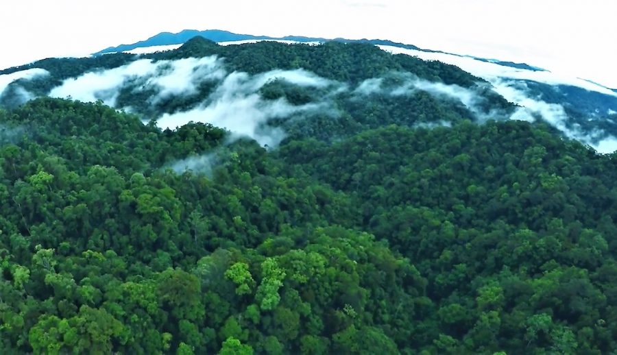 betung kerihun jungle