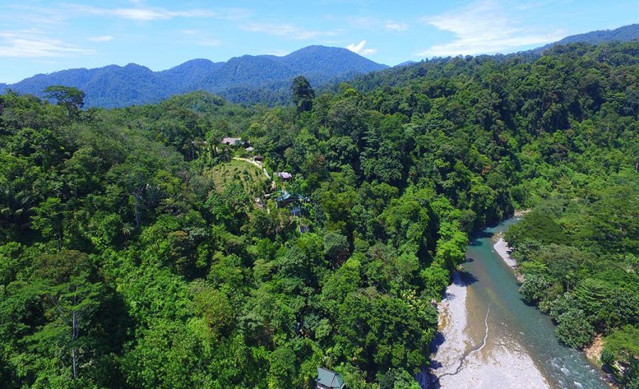bukit lawang forest