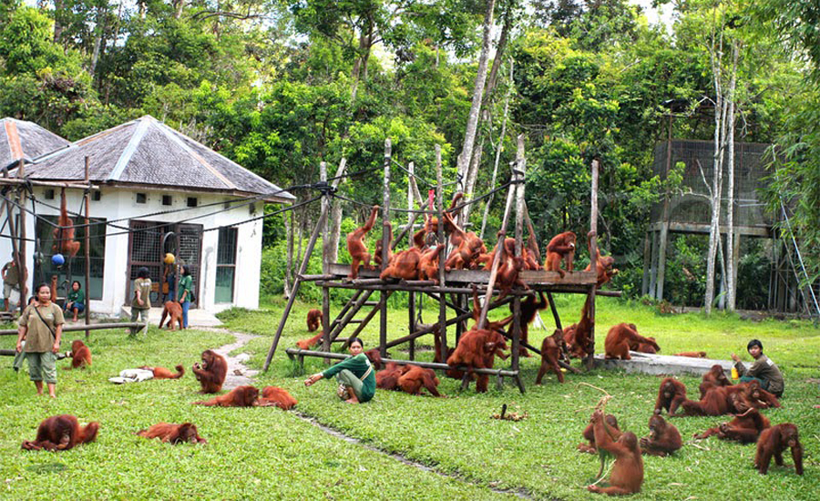 tanjung puting national park