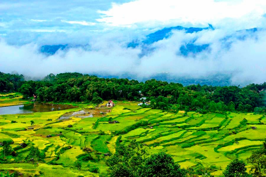 batutumonga rice fields