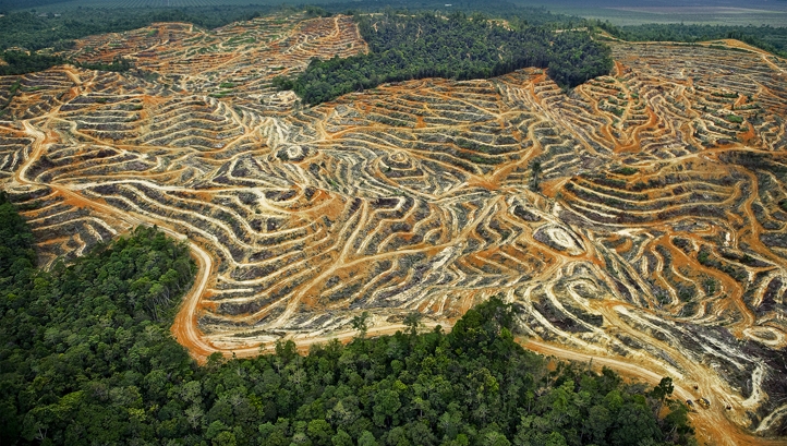 deforestation of borneo