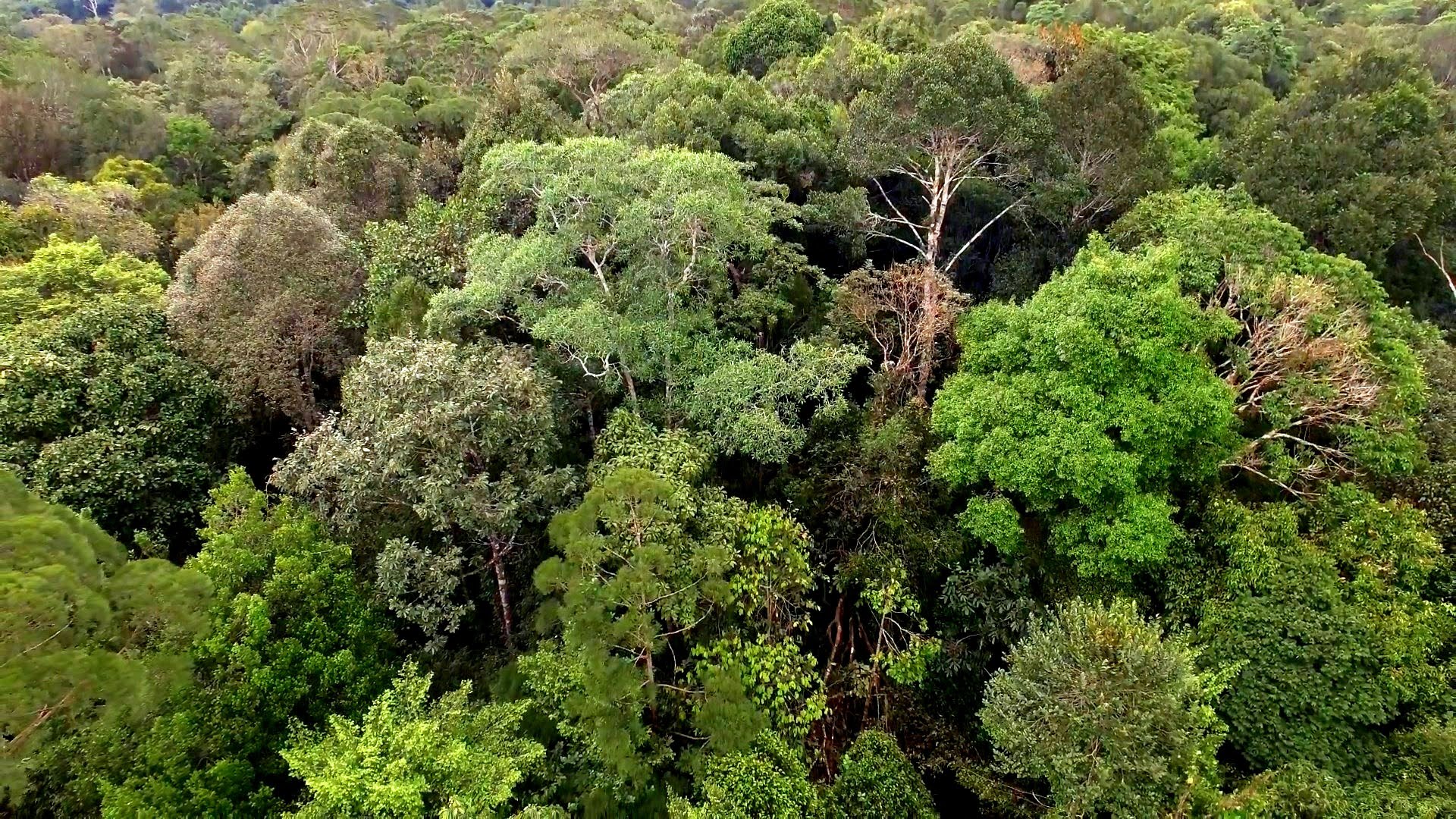 tropical forest of borneo threatened