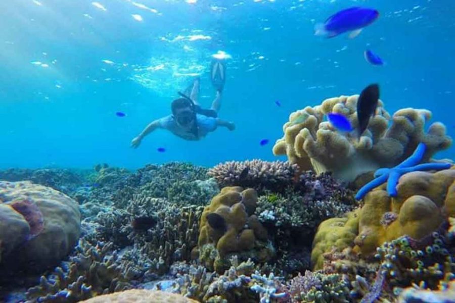 wakatobi snorkeling