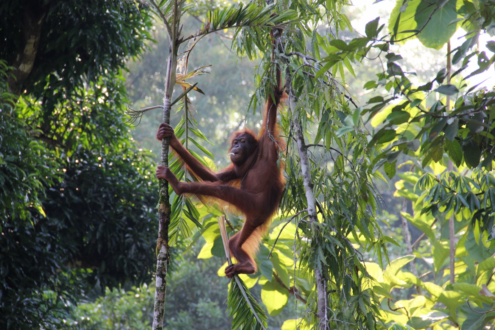 Orangutans Borneo