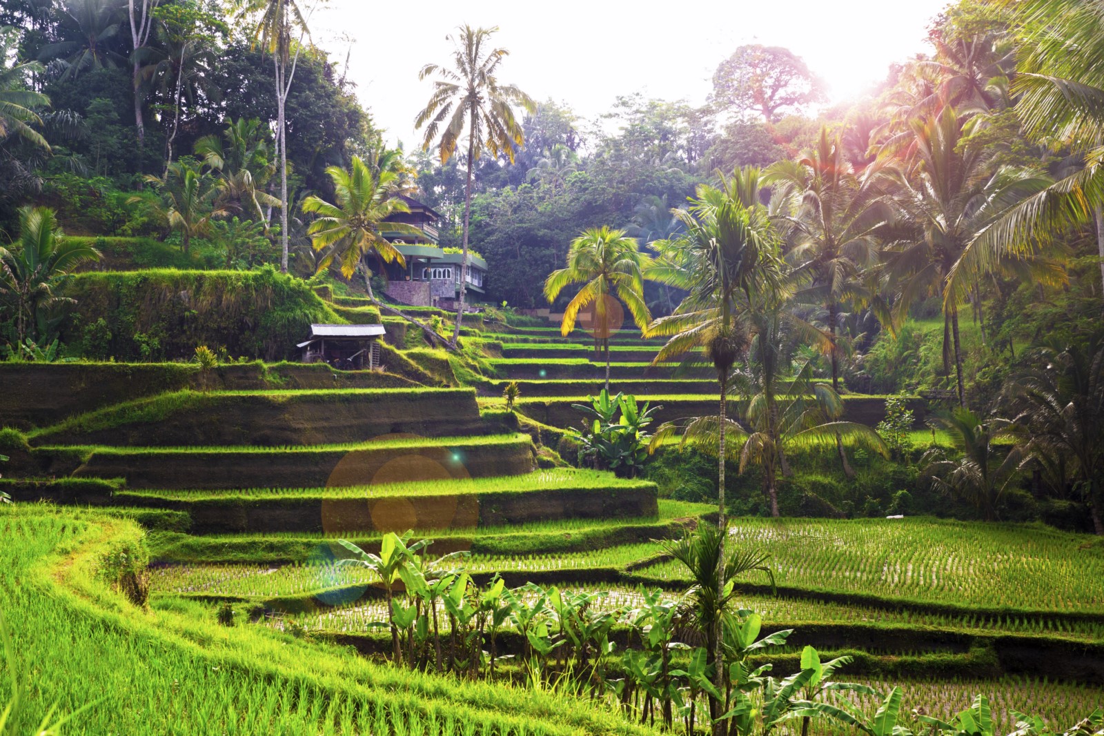 Tegallalang Rice terace Bali