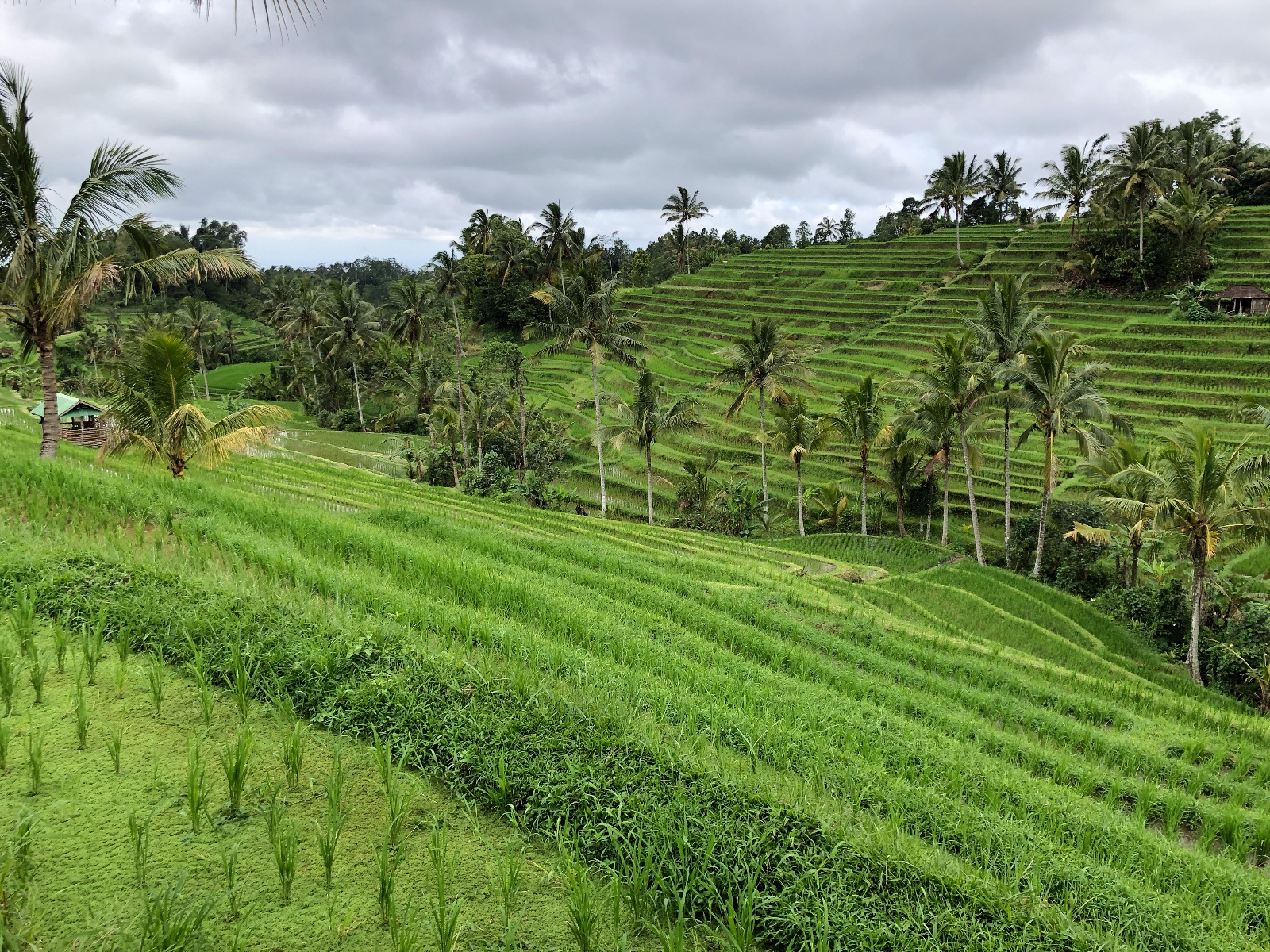 jatiluwih rice terrace