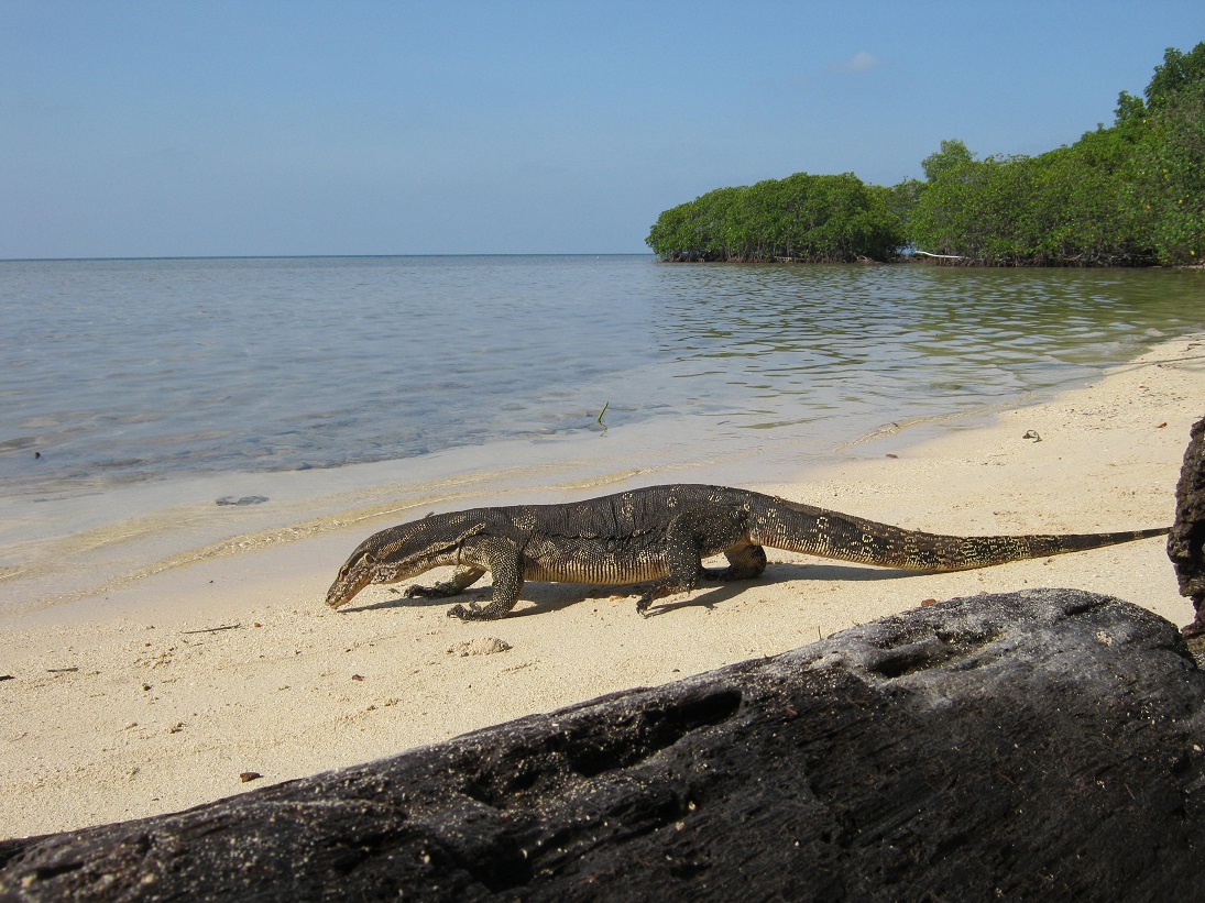 Biawak Island