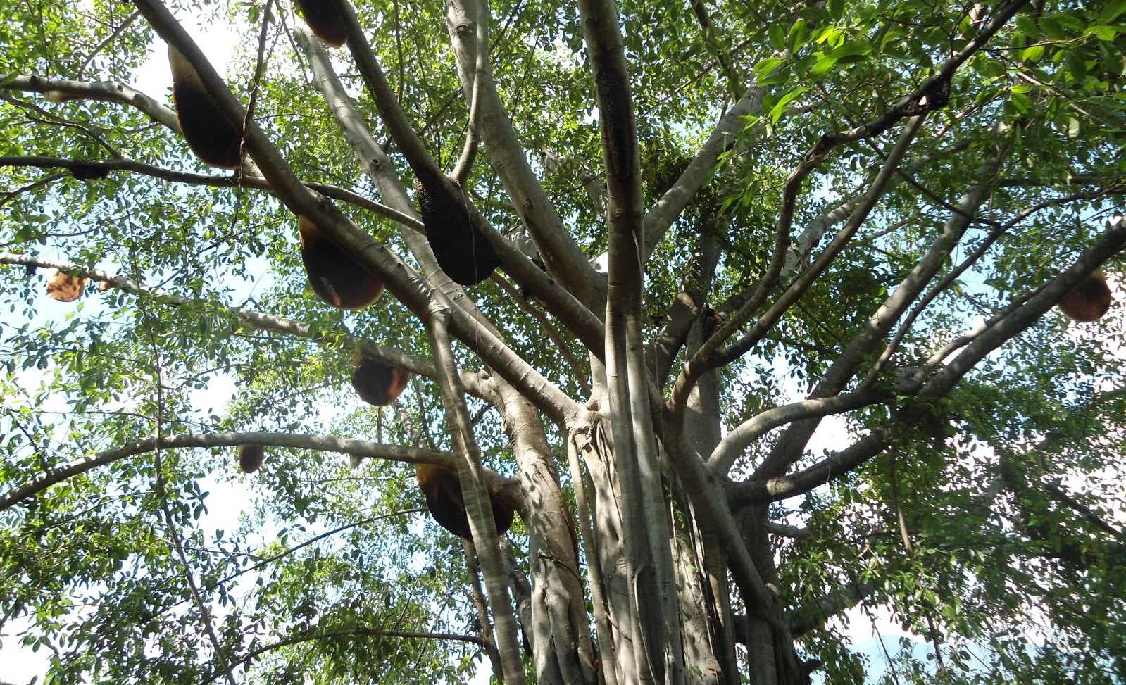 Honey Harvesting in Wild