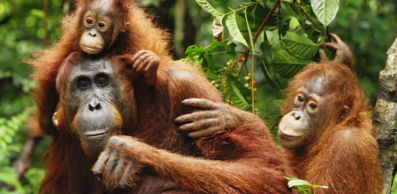 sumatra bukit lawang orangutan
