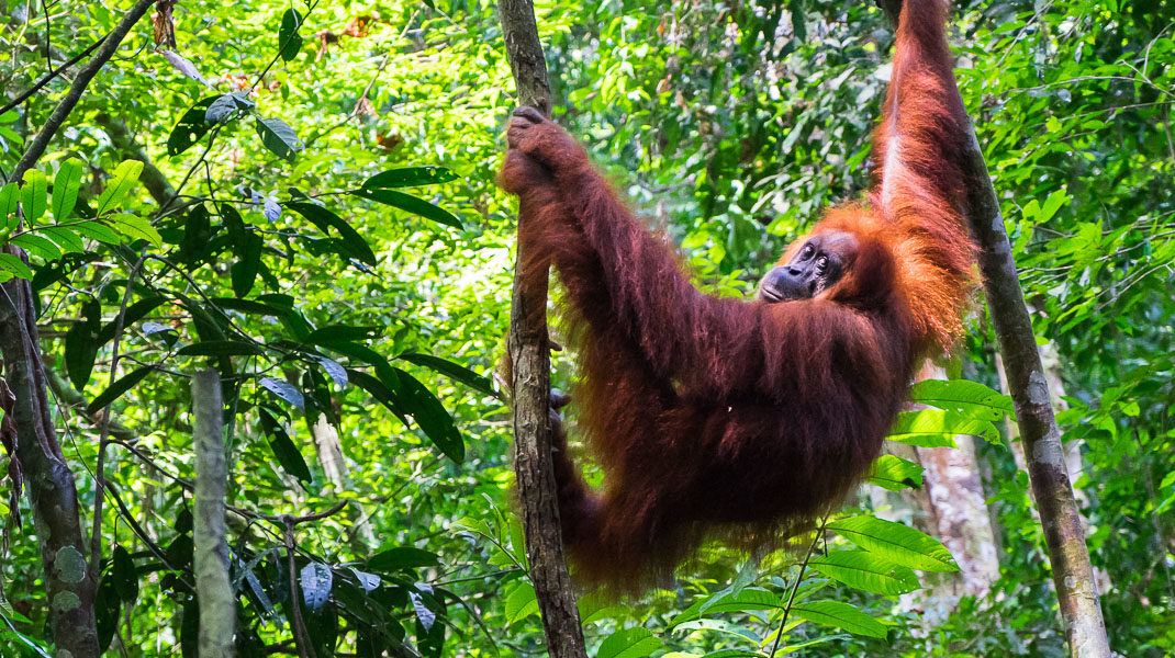 wild orangutan in bukit lawang