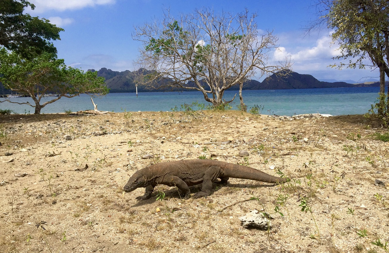 Komodo National Park, East Nusa Tenggara