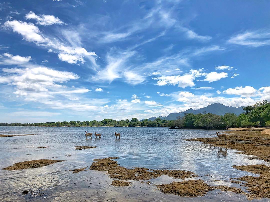 Observe Wildlife at West Bali National Park