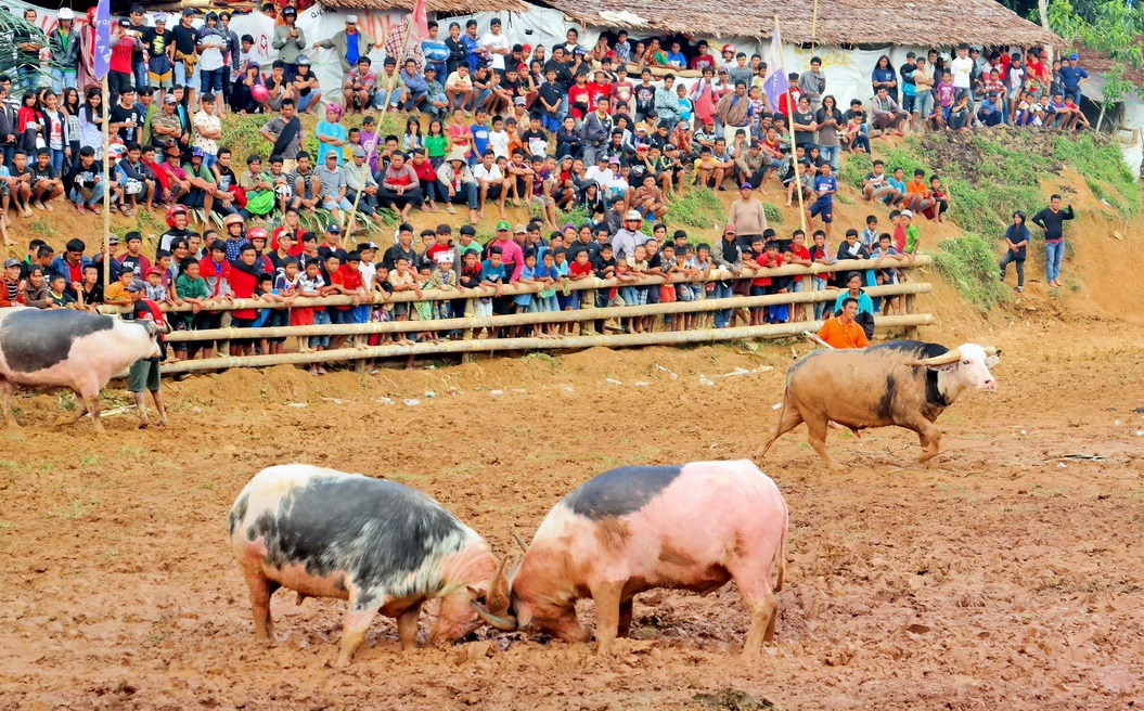 Tedong Silaga traditions of tana toraja