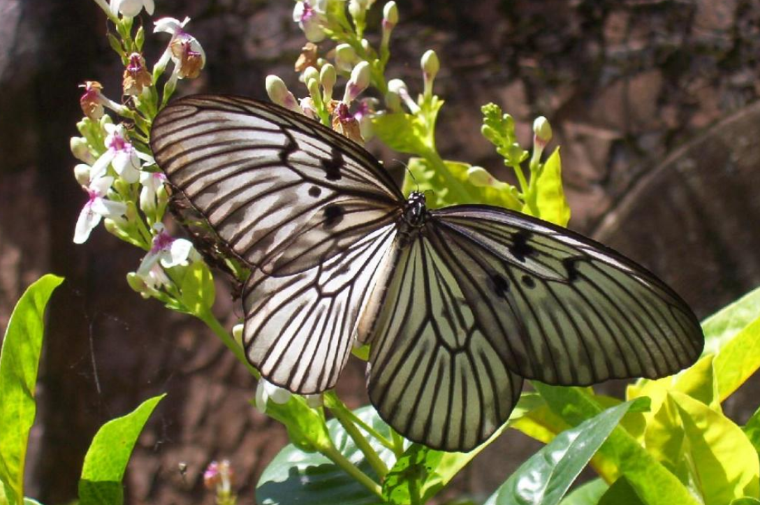 bali butterfly park tabanan