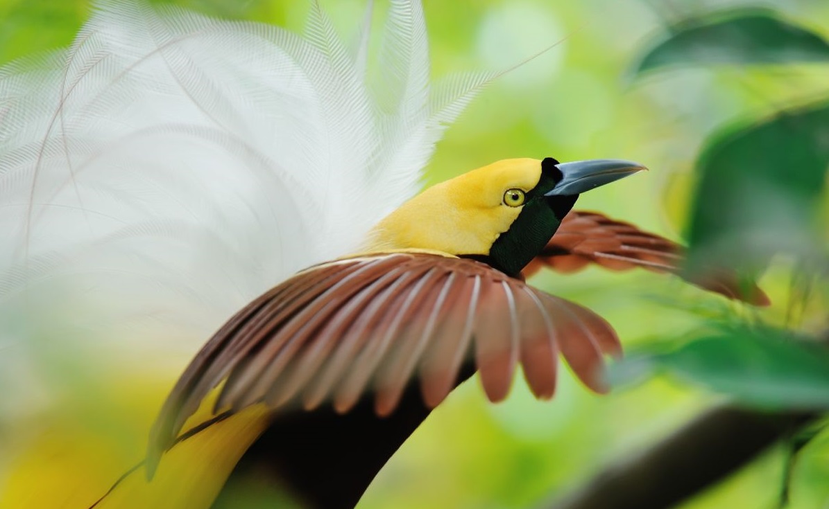 observe bird of paradise in raja ampat