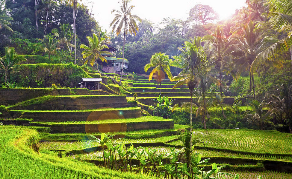 tegalalang rice terrace ubud tour