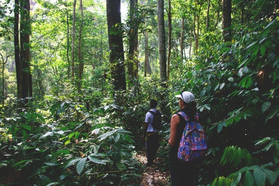 leuser national park jungle