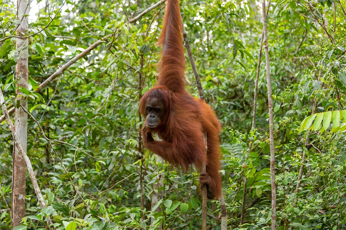 wild animals in the leuser national park forest