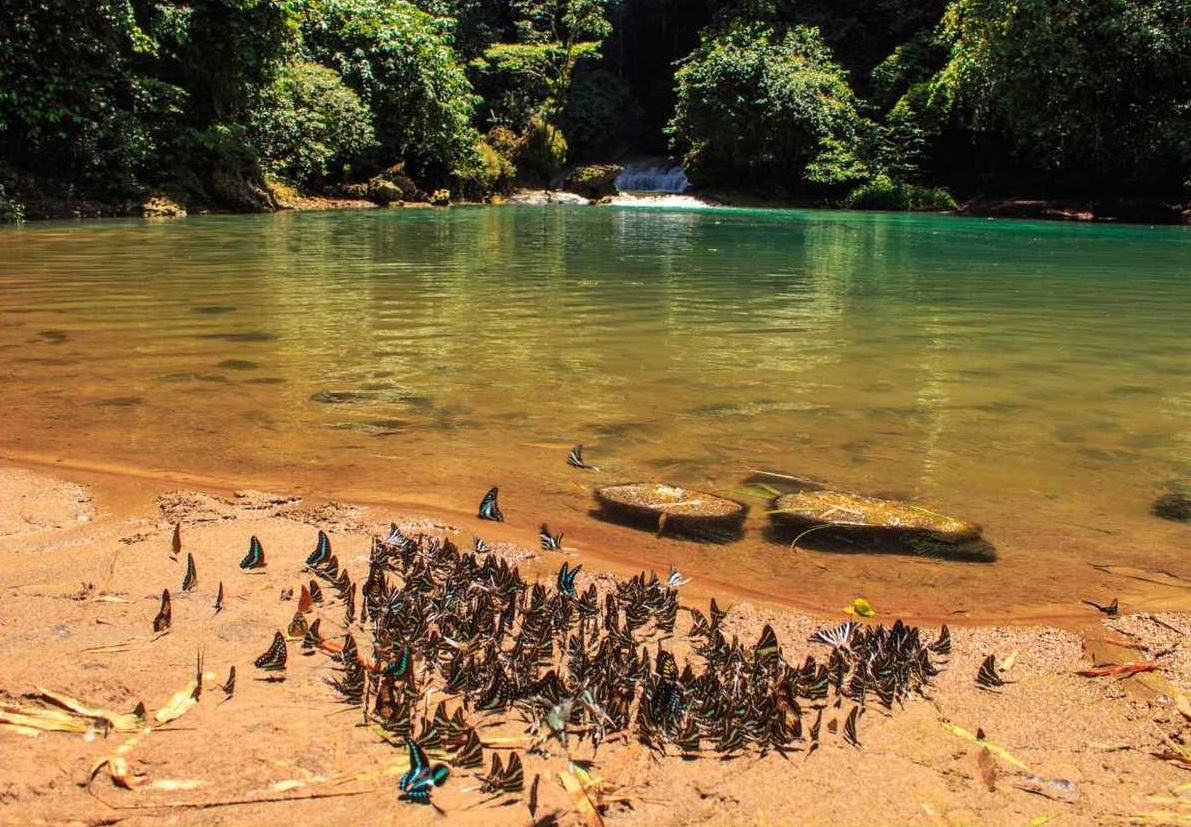 Bantimurung National Park South Sulawesi