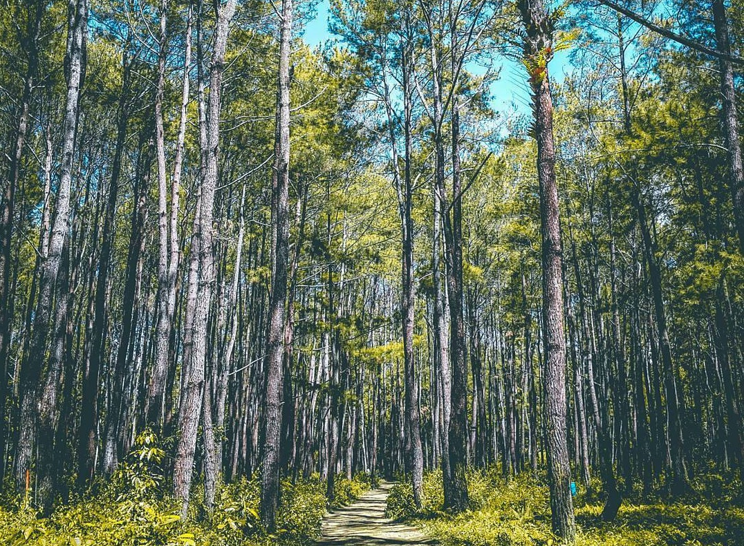 explore lambusango forest in buton