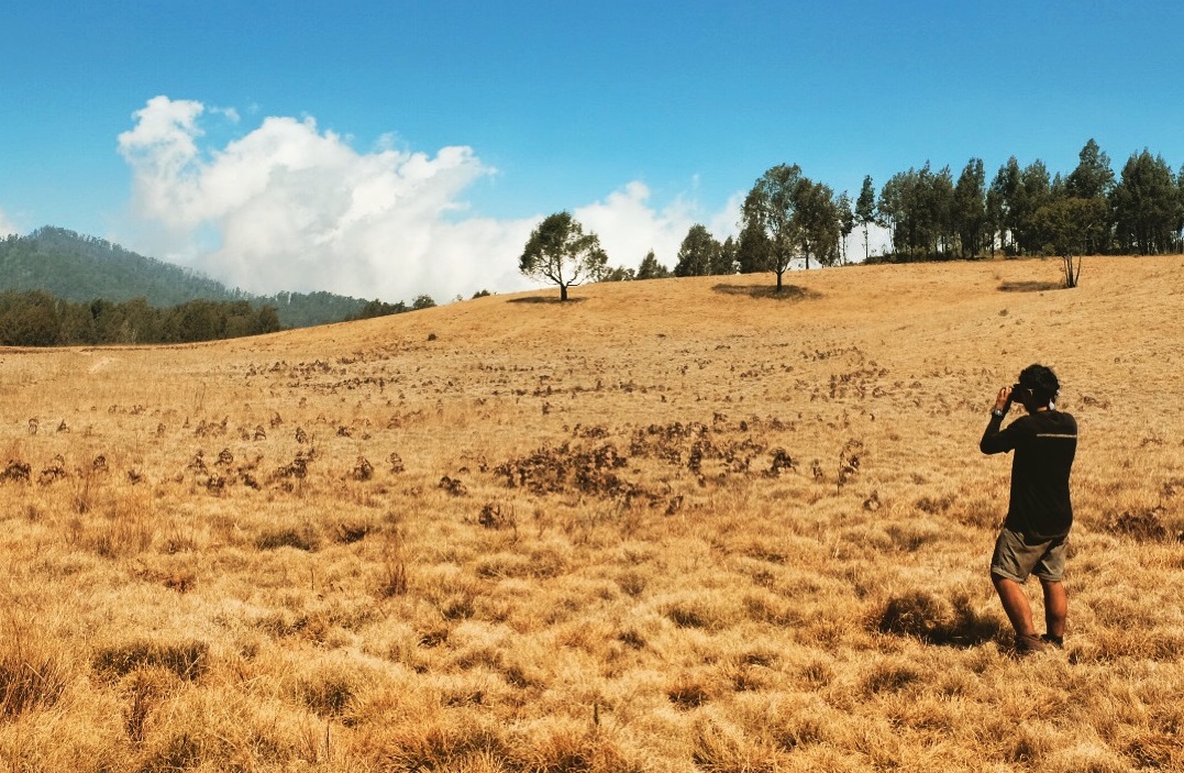Argopuro Mountain Savanna