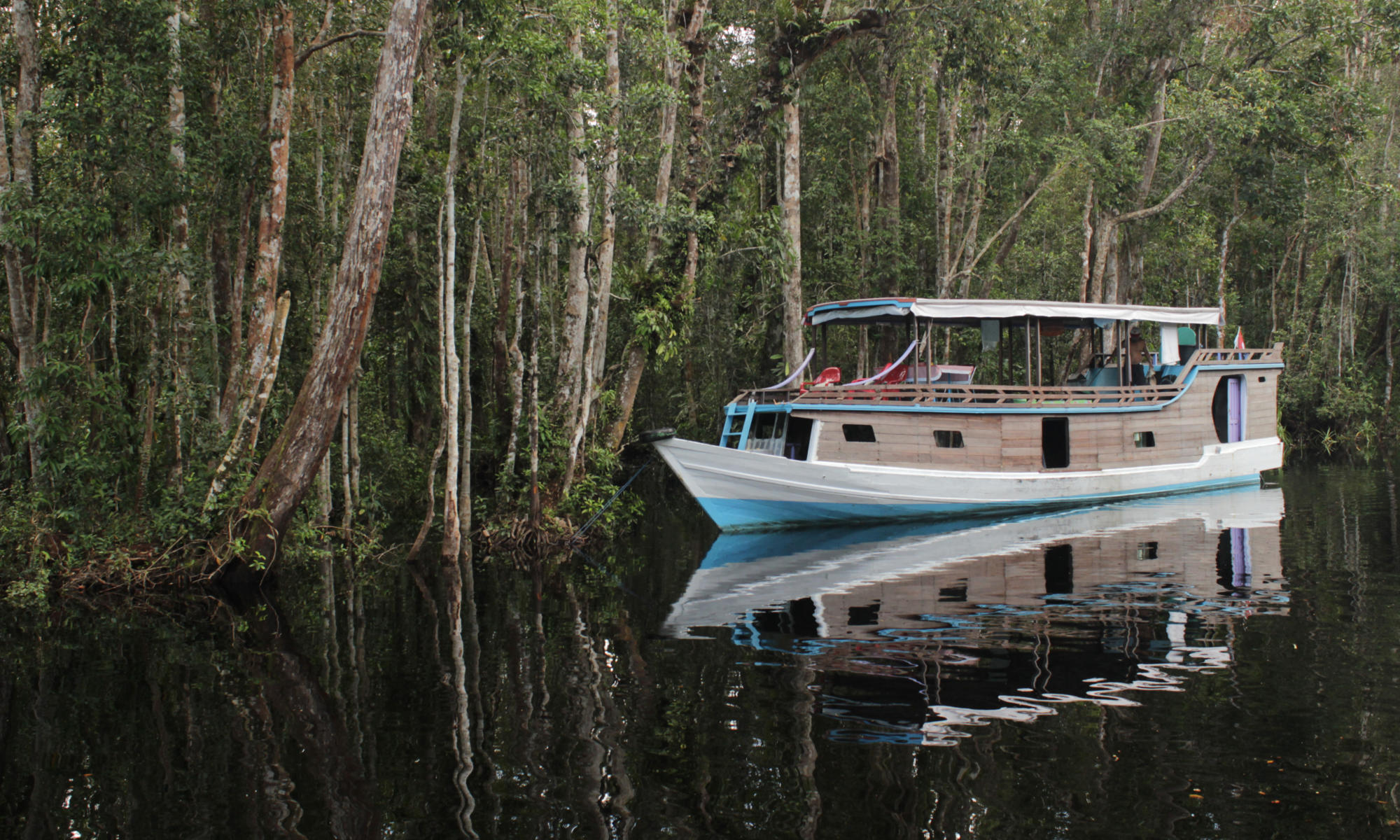 borneo tour from tanjung puting national park