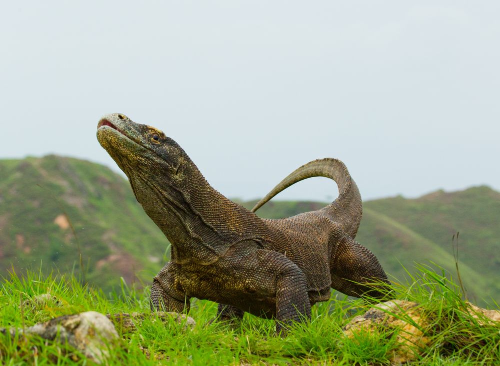 komodo national park in flores