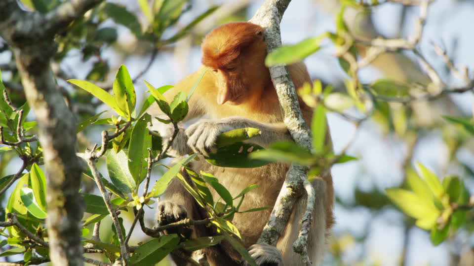 proboscis monkey in borneo