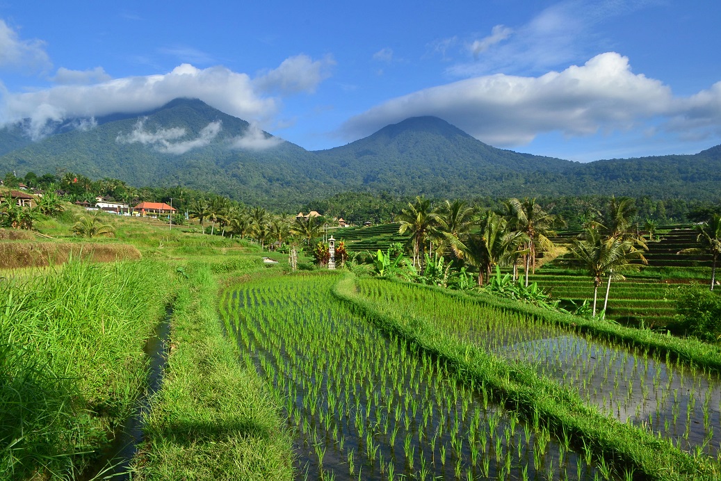 bali is the most popular island in indonesia