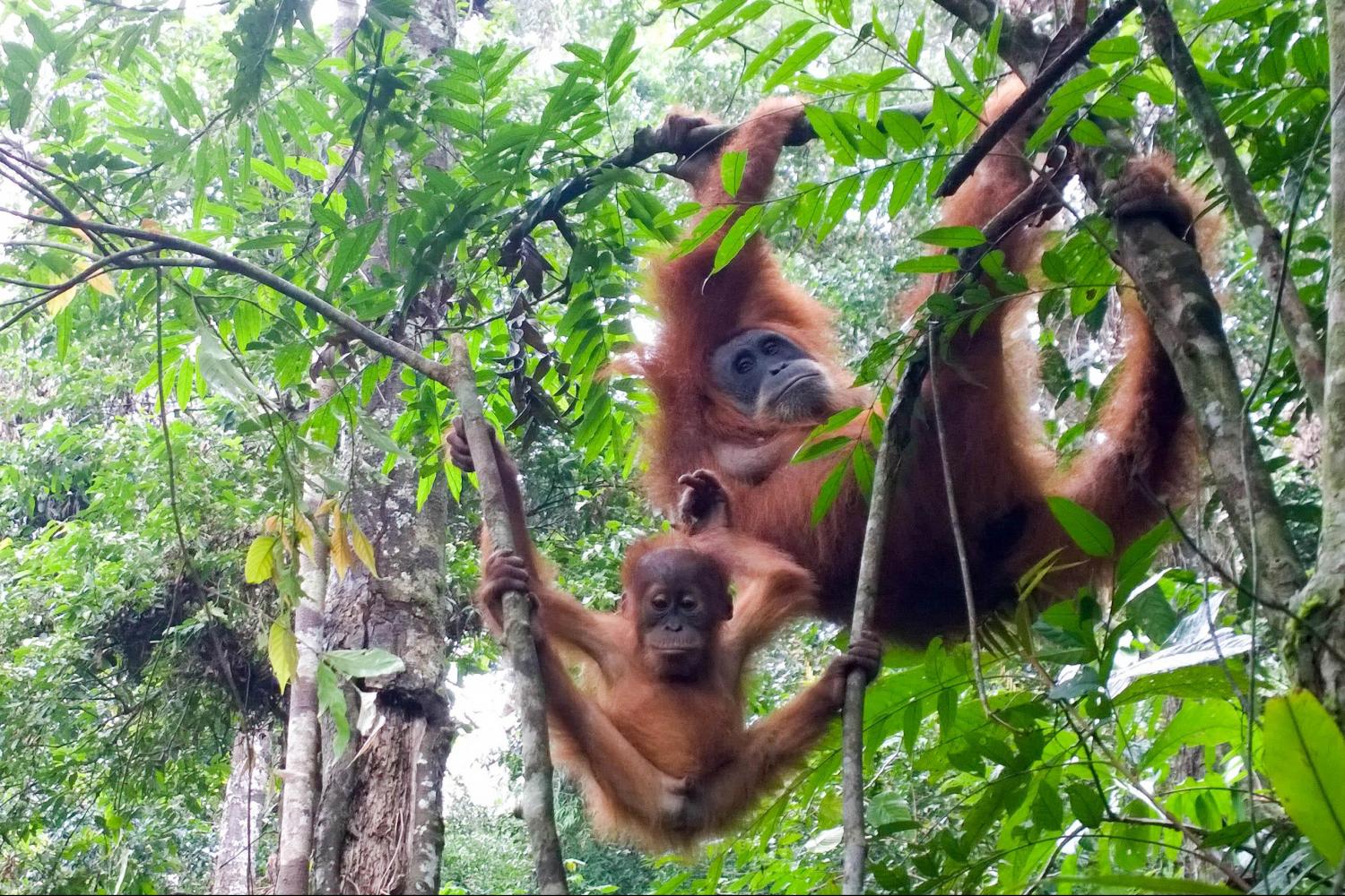 bukit lawang orangutan is rare species