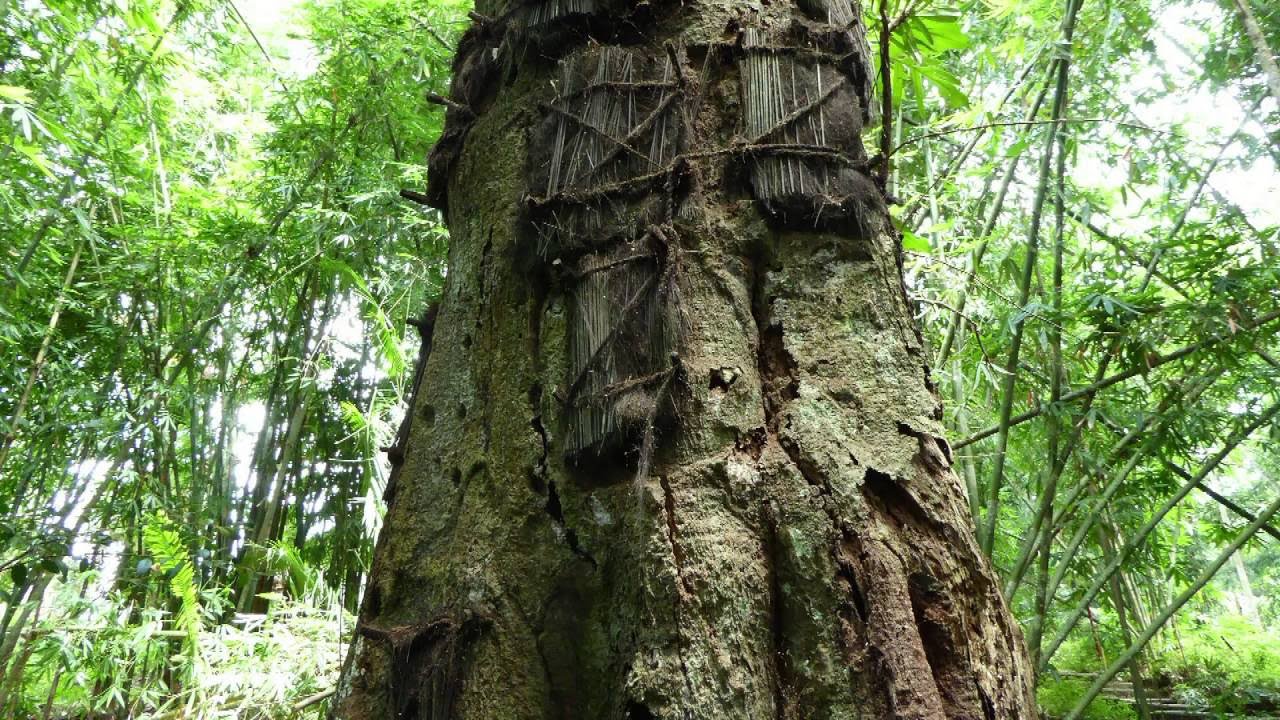 kambira funeral ritual for toraja babies