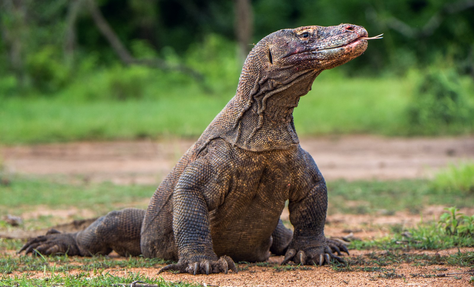 problematic komodo dragon in padar island