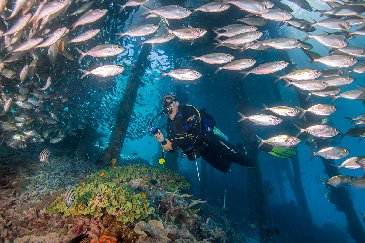 raja ampat stunning underwater scenery