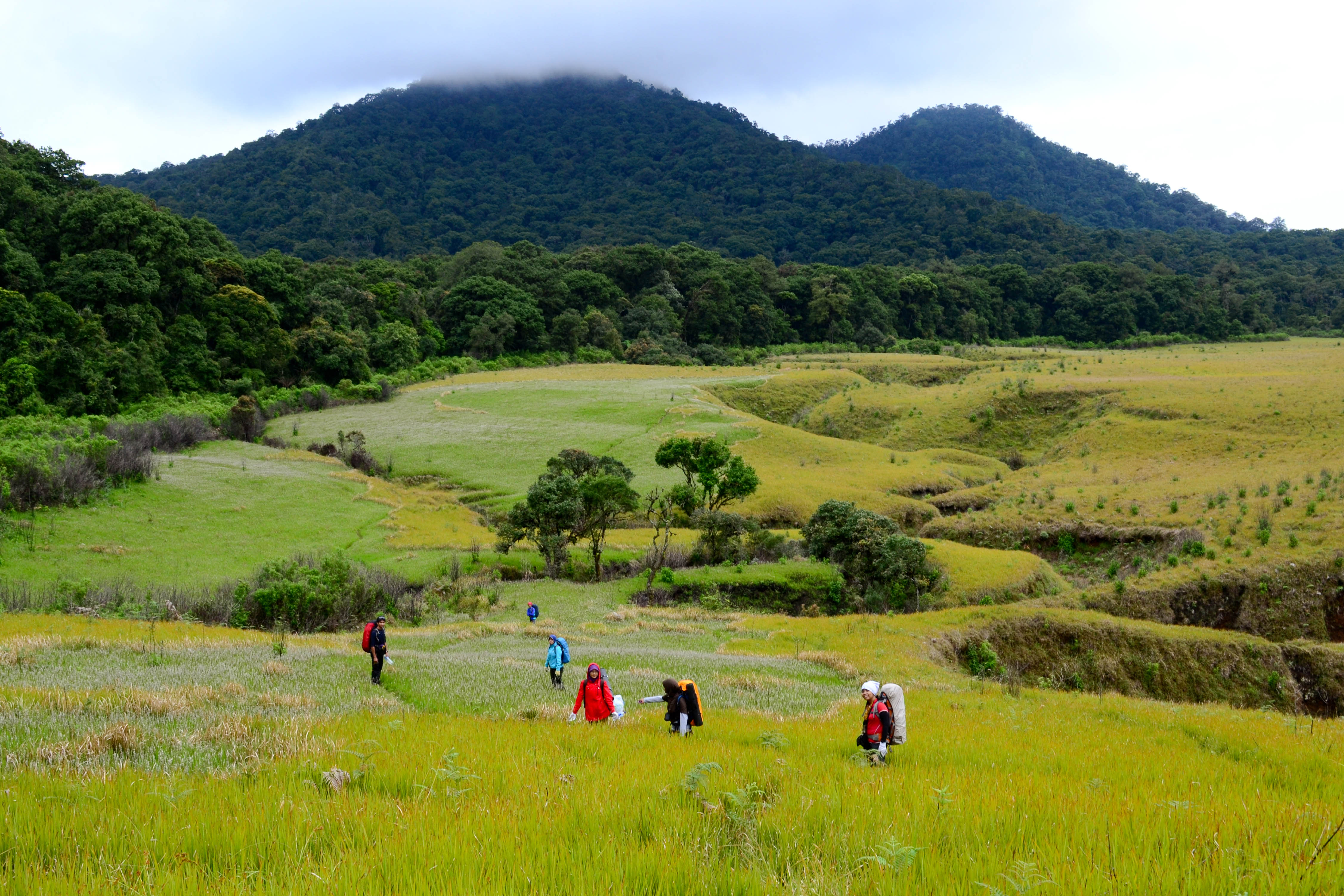 savana bromo meadow