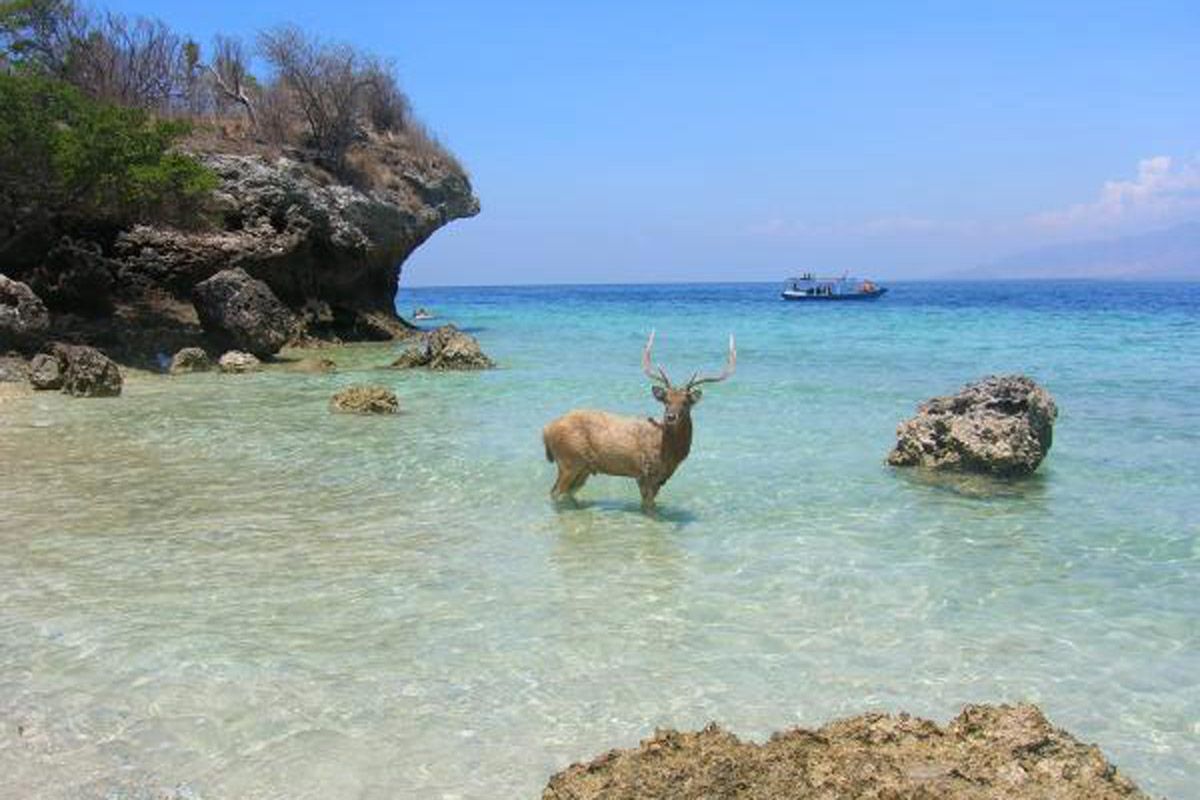 rare birds in West Bali National Park