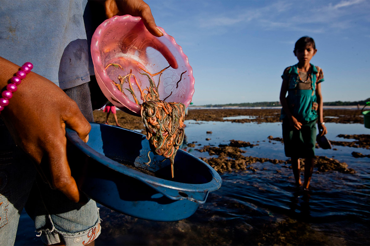 the nyale sea worms in the beach