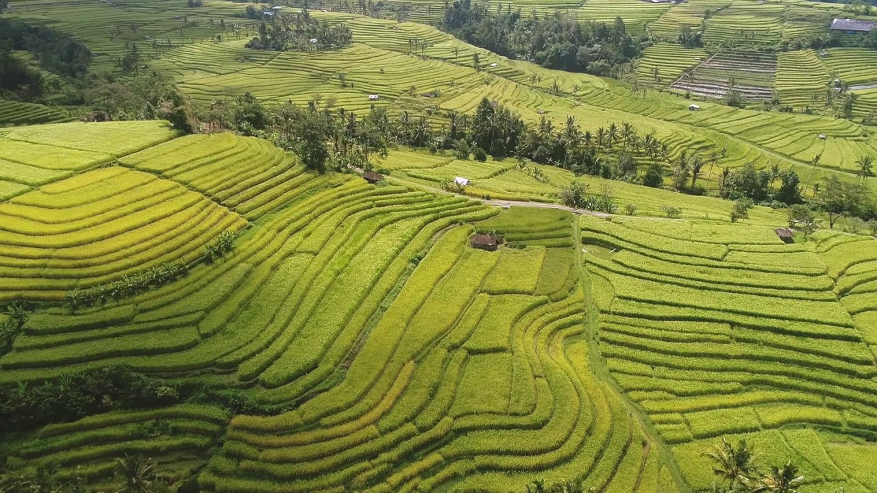 Jatiluwih Rice Terrace in Bali