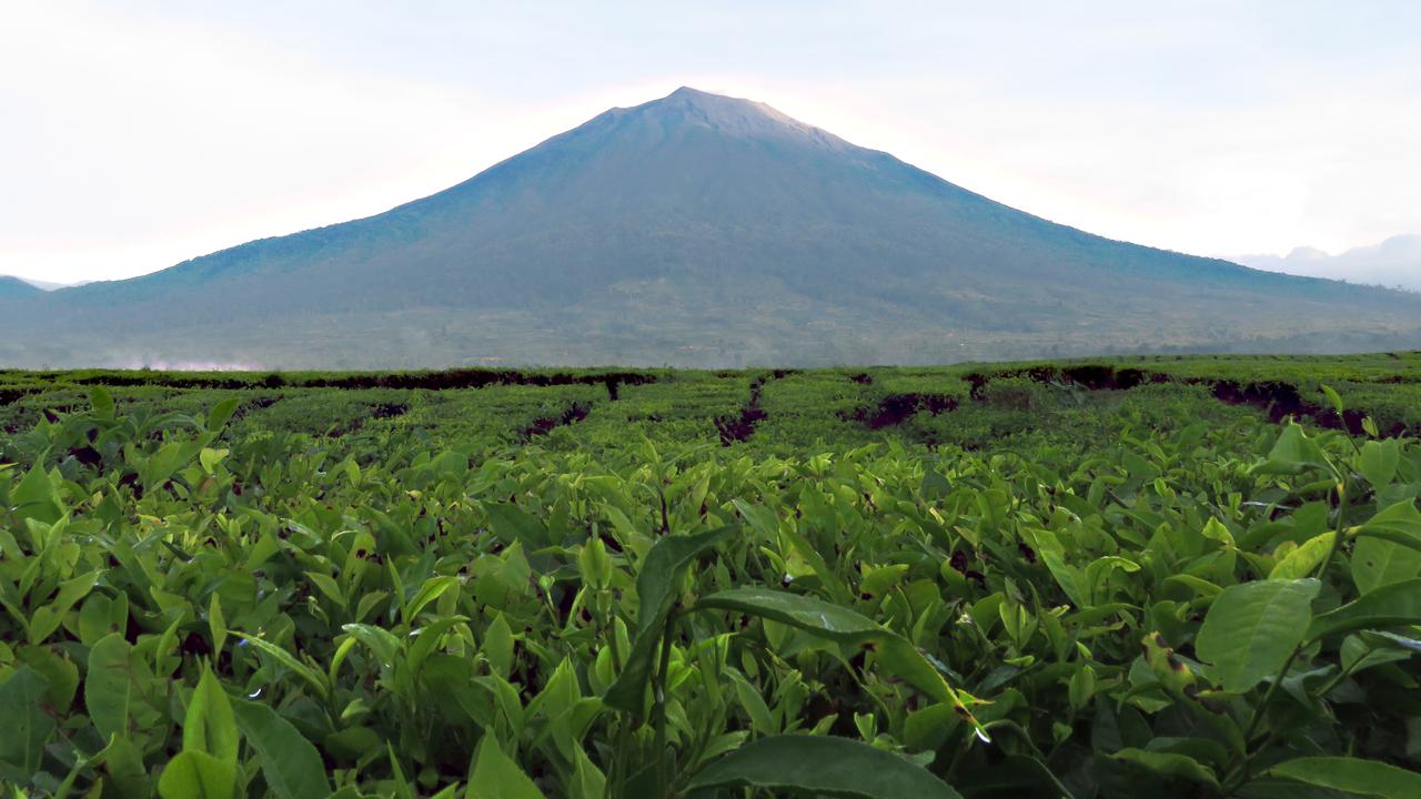 Kerinci Seblat National Park in Sumatra