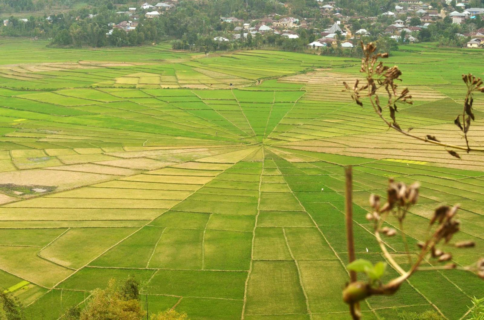 Lodok Spider Web Ricefields in Flores