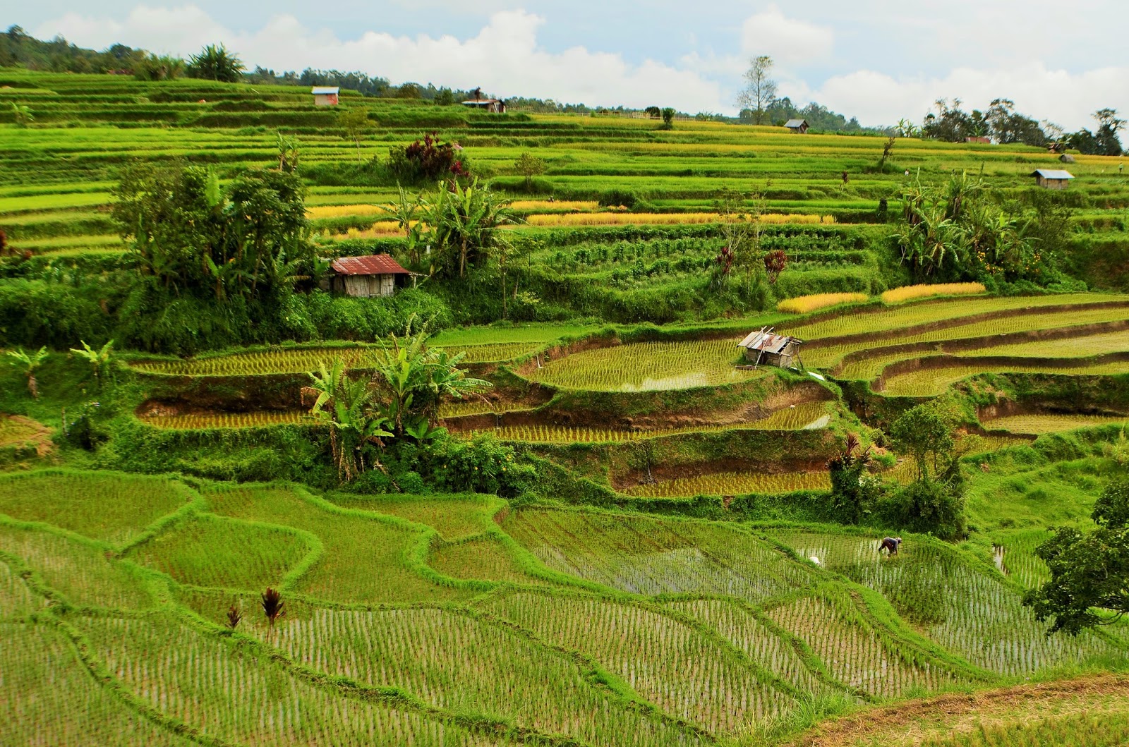 Pariangan Rice Terrace in West Sumatra