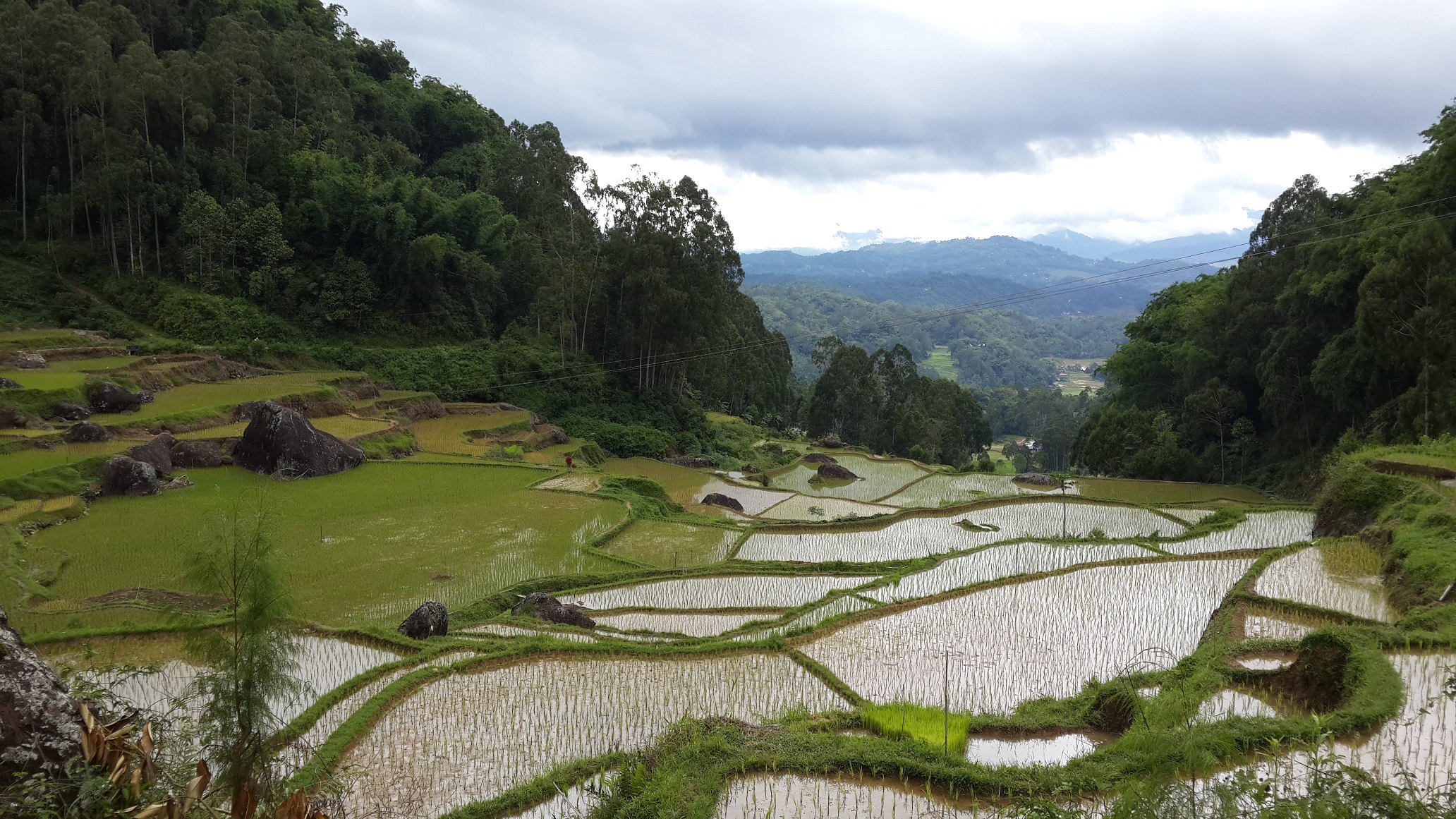 Tana Toraja Rice Terrace in South Sulawesi