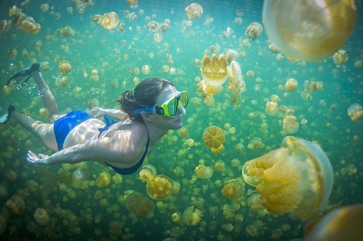 swim with stingless Jellyfish in kakaban lake