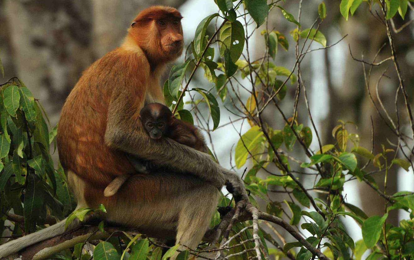 endangered species in borneo national park