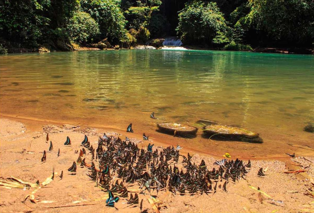 kingdom of butterfly at bantimurung