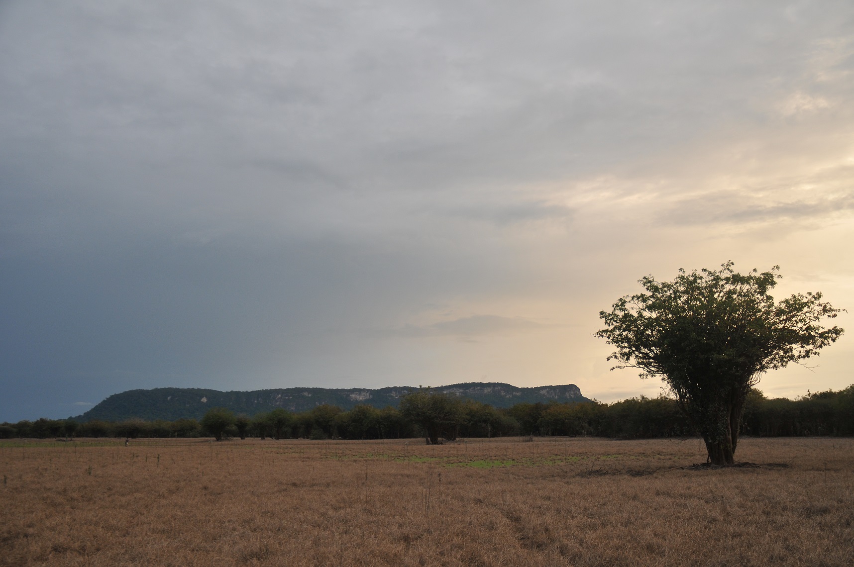 Flora and Fauna of Lake Sentarum National Park