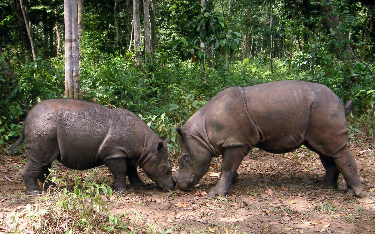 Javan Rhino is threatened