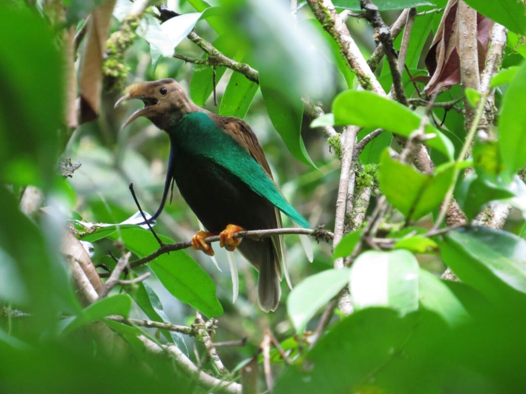 bidadari halmahera bird is endemic to Maluku and still belongs to the Cendrawasih family