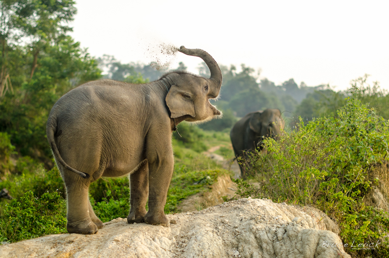 endangered sumatran elephants