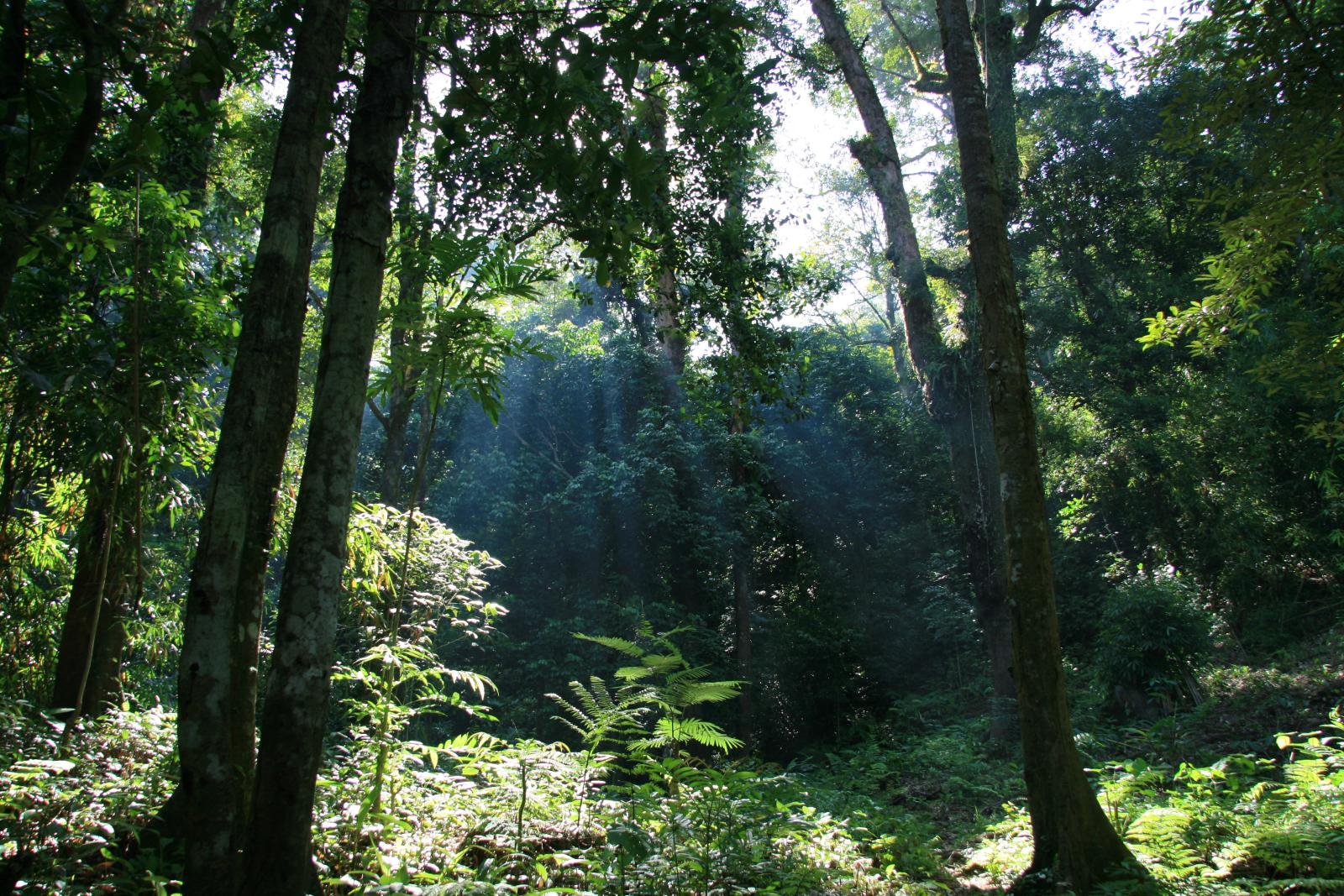 Forests in the Kerihun Betung National Park area are grouped into eight ecosystem types